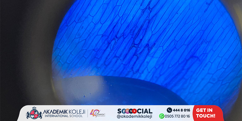 5. Sınıflar ile Mikroskopta Bitki ve Hayvan Hücreleri Gözlemi